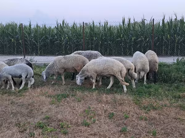 Carnero, Ovejas
