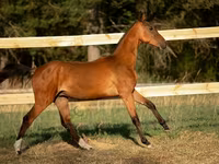 حصان, Akhal-Teke — الصورة 5