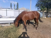 فرس, Thoroughbred horse — الصورة 1