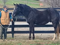 Caballo, Rocky Mountain Horse — foto 2
