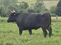 Vaca, Wagyu — foto 6