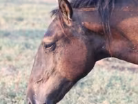 Caballo, Vladimir heavy draft — foto 2