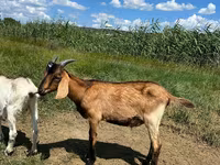 Cabro, Nubian Goat — foto 4