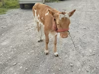 Vaca, Vaca roja sin cuernos — foto 1