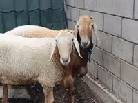 मेढ़ा, Arashan sheep — फ़ोटो 3