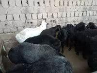 मेढ़ा, Rhon sheep — फ़ोटो 3