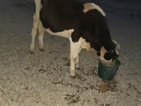 ثور, Swiss cattle — الصورة 4