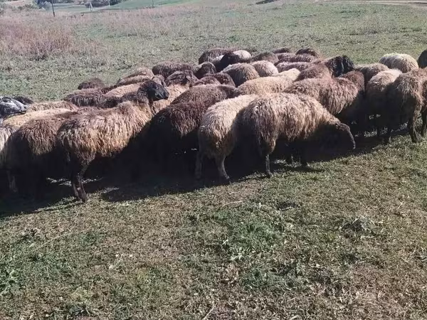 Ram, Sheep