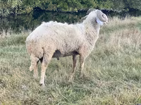 Widder, Karakul sheep — Foto 3