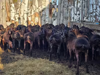 Carnero, Hissar sheep — foto 4