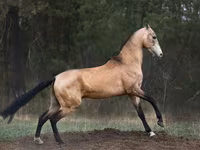 حصان, Akhal-Teke — الصورة 2