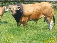 ثور, Partenaise cattle — الصورة 4