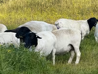 Carnero, Dorper sheep — foto 2