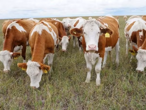 Toro, Simmental cattle