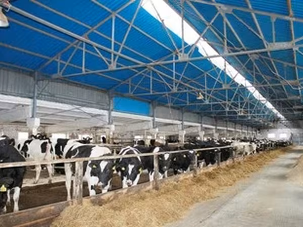 Holsteinras