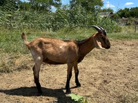 Cabro, Nubian Goat — foto 5