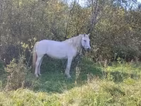 Yegua, Orlov Trotter — foto 6