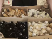 Chickens — الصورة 8