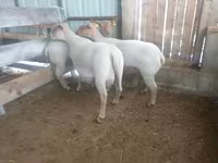 भेड़, Baerchuke sheep — फ़ोटो 1