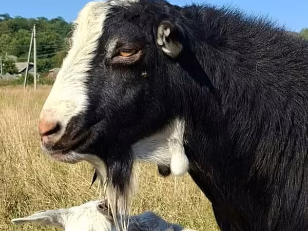 Cabro, LaMancha goats