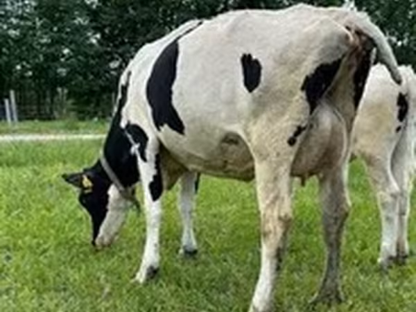 Holsteinras