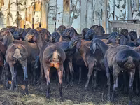 Carnero, Hissar sheep — foto 2