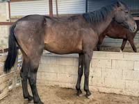 Caballo, Arabian horse — foto 1