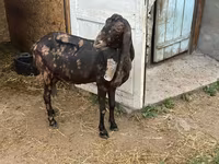 Cabra, Kamori goats — foto 4