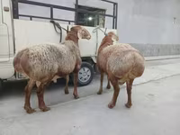 मेढ़ा, भेड़ — फ़ोटो 4