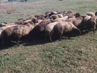 मेढ़ा, भेड़ — फ़ोटो 1
