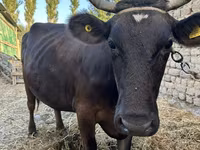 Kuh, Swiss cattle — Foto 3