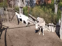 बकरी, LaMancha goats — फ़ोटो 4