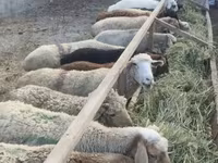 Oveja, Ovejas — foto 1