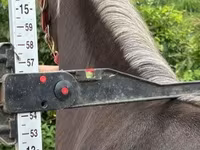 Yegua, Rocky Mountain Horse — foto 3