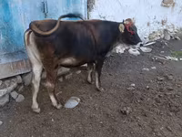 Bull, Alatau breed — photo 7