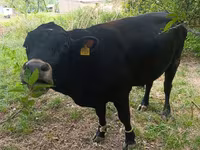 Toro, Vaca roja sin cuernos — foto 4