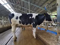 Vaca, Raza Holstein — foto 5