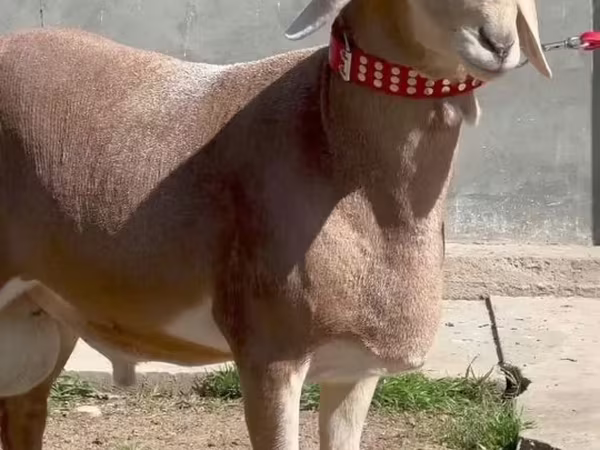 मेढ़ा, भेड़
