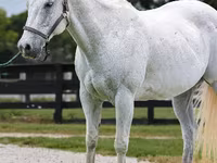 Caballo, National Show Horse — foto 3