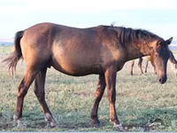 Caballo, Vladimir heavy draft — foto 4