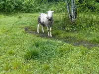 公羊, Romanov sheep — 照片 2