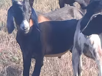 Cabro, Nubian Goat — foto 2