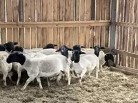 كبش, Precoce sheep — الصورة 8