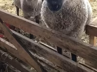 نعجة, Blackheaded Persian sheep — الصورة 1