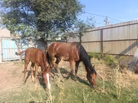 فرس, Thoroughbred horse — الصورة 4