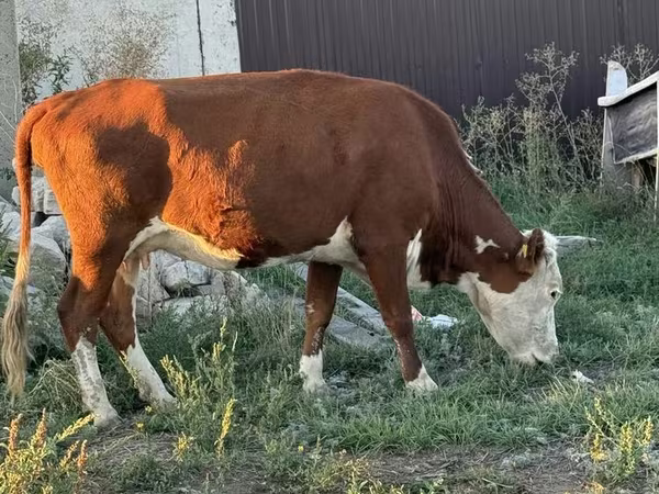 بقرة, الأوكرانية ذات الرأس الأبيض