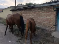 فرس, Thoroughbred horse — الصورة 4
