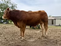 Toro, Vaca Limousin — foto 2