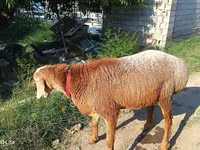 Carnero, Agin sheep — foto 2
