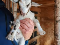 Коза, Австралийская карликовая коза — фото 1